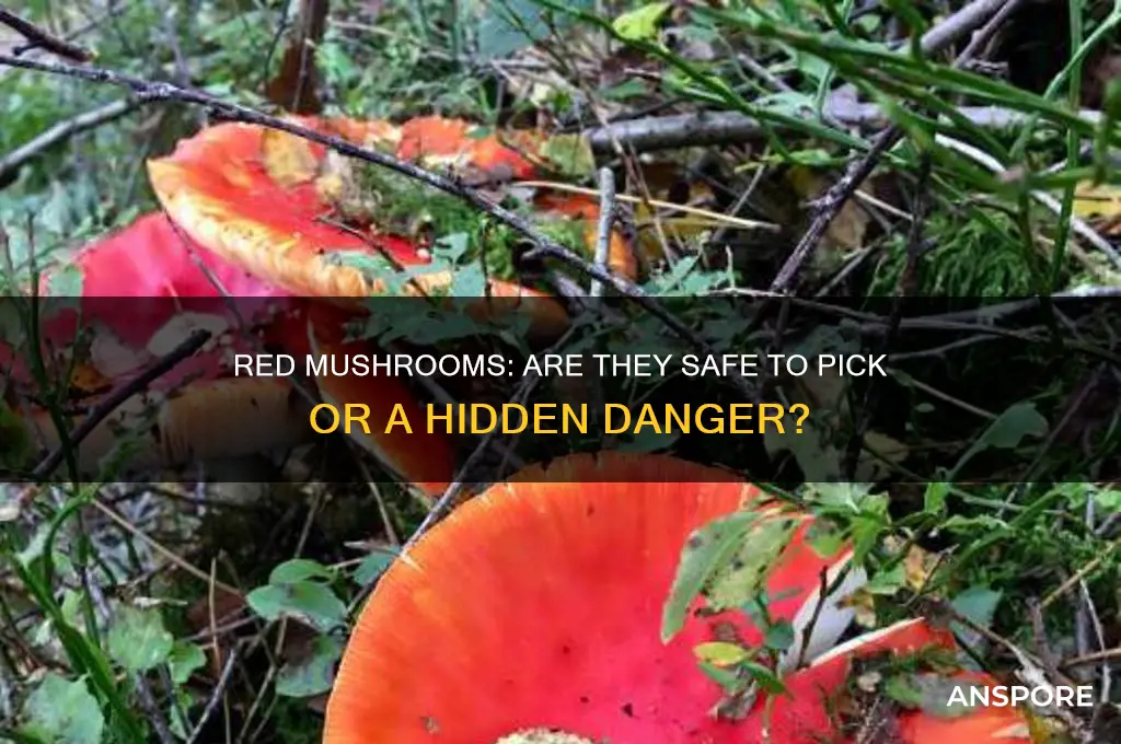 is it dangerous to pick red mushrooms