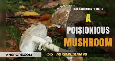 Smelling Poisonous Mushrooms: Potential Dangers and Safety Tips