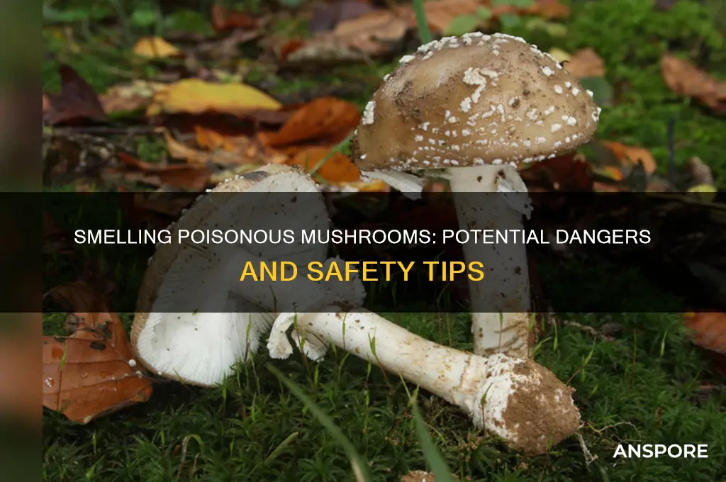 is it dangerous to smell a poisionious mushroom