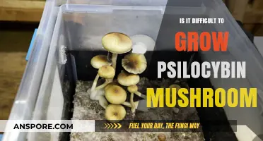 Growing Psilocybin Mushrooms: Challenges and Tips for Success