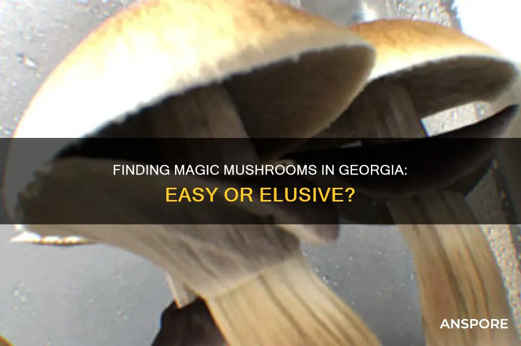 is it easy to find magic mushrooms in georgia