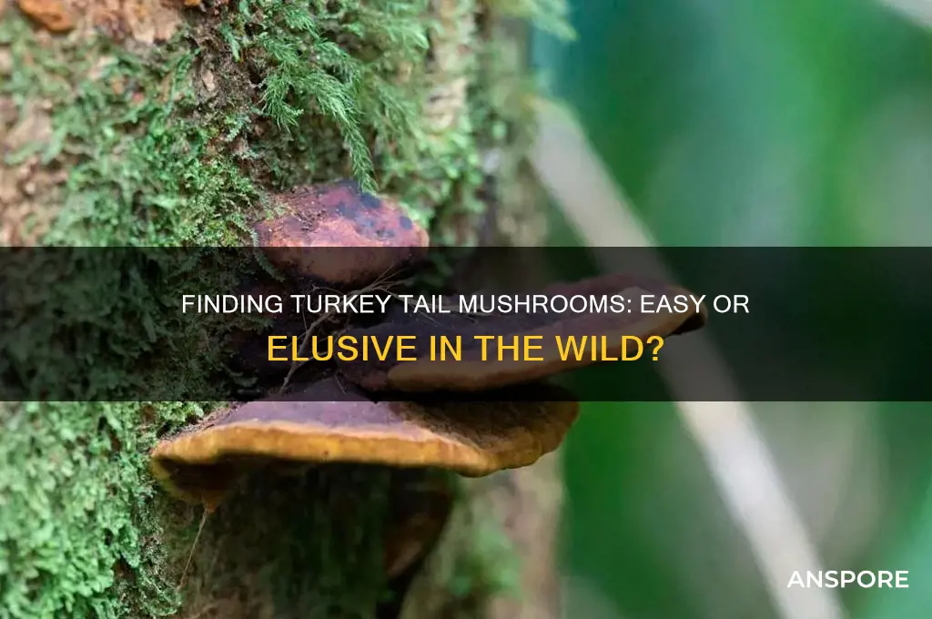 is it easy to find turkey tail mushrooms
