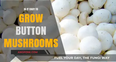 Growing Button Mushrooms: Simple Steps for a Bountiful Harvest