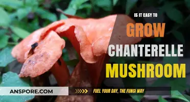 Growing Chanterelle Mushrooms: Simple or Challenging? Expert Tips Revealed