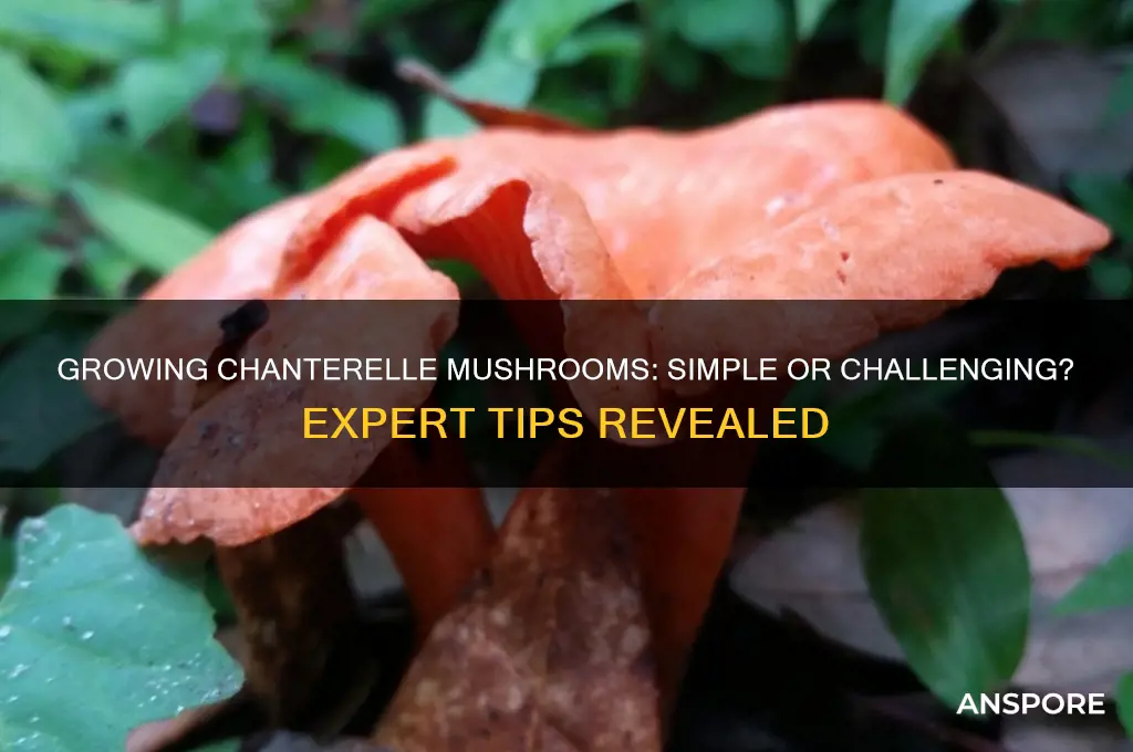 is it easy to grow chanterelle mushrooms