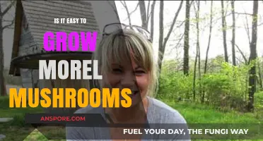 Growing Morel Mushrooms: Simple or Complex? Unveiling the Truth