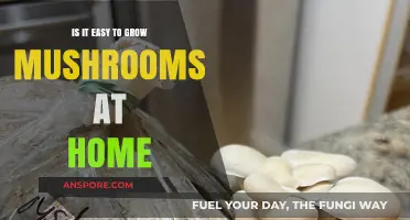 Growing Mushrooms at Home: Simple Steps for Beginners to Succeed
