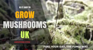 Growing Mushrooms in the UK: Simple or Challenging?