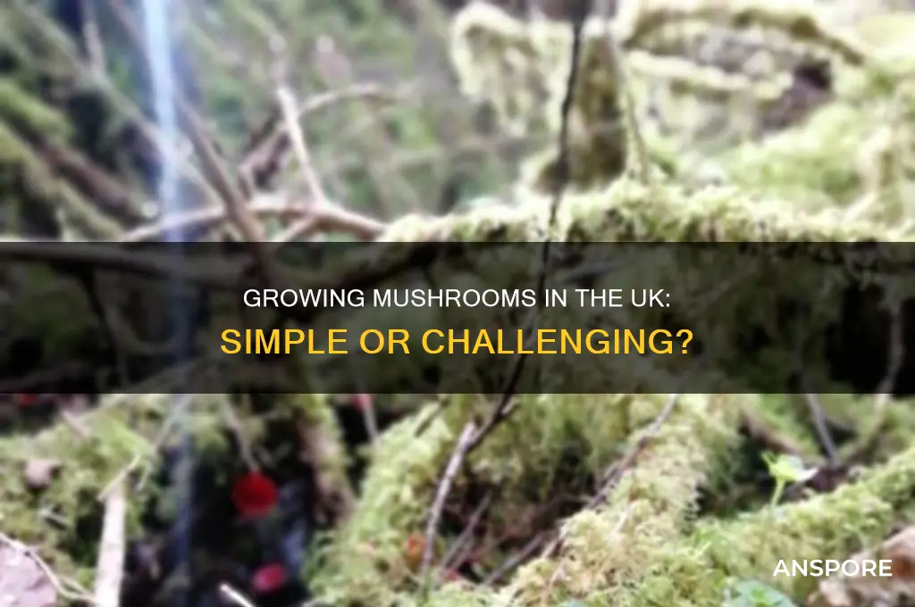 is it easy to grow mushrooms uk