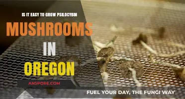 Growing Psilocybin Mushrooms in Oregon: Simple or Challenging?