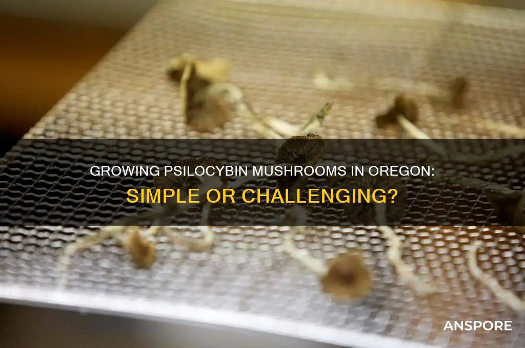 is it easy to grow psilocybin mushrooms in oregon