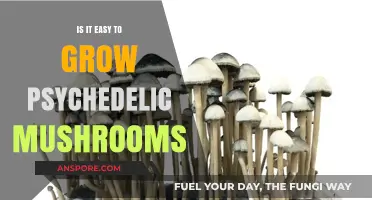 Growing Psychedelic Mushrooms: Simple or Complex Cultivation Journey?