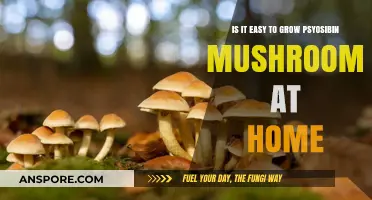 Growing Psilocybin Mushrooms at Home: Simple or Complex?