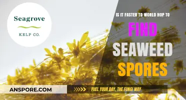 World Hopping for Seaweed Spores: Is It a Faster Method?