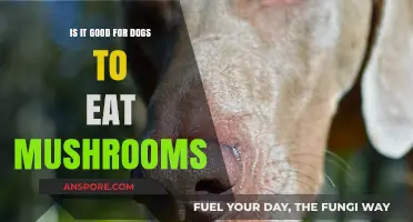 Can Dogs Safely Eat Mushrooms? Risks and Benefits Explained