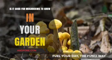 Mushrooms in Your Garden: Benefits, Concerns, and What to Do