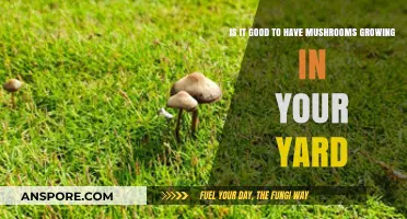 Mushrooms in Your Yard: Benefits, Concerns, and Safe Practices