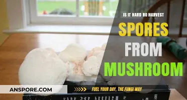Harvesting Mushroom Spores: A Challenging Task or Simple Process?