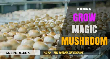 Growing Magic Mushrooms: Challenges and Tips for Successful Cultivation