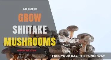 Growing Shiitake Mushrooms: Is It Really a Challenging Task?
