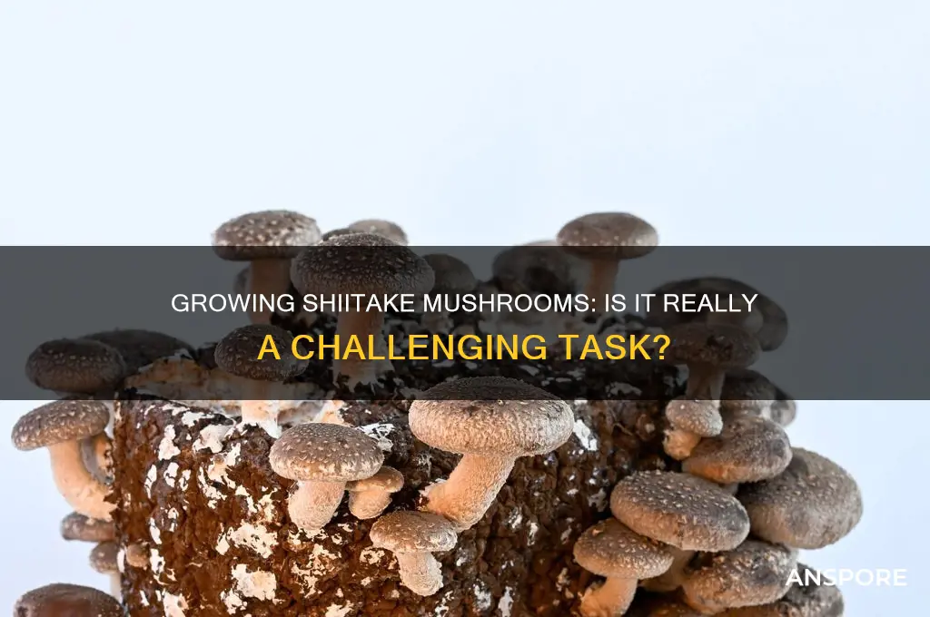 is it hard to grow shiitake mushrooms