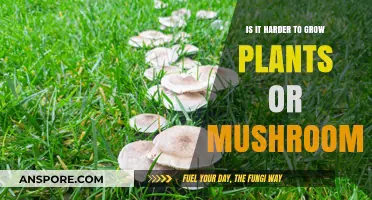 Growing Plants vs. Mushrooms: Which Requires More Effort?