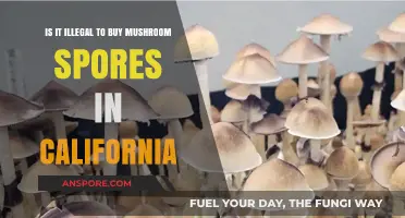 Is Buying Mushroom Spores in California Legal? What You Need to Know