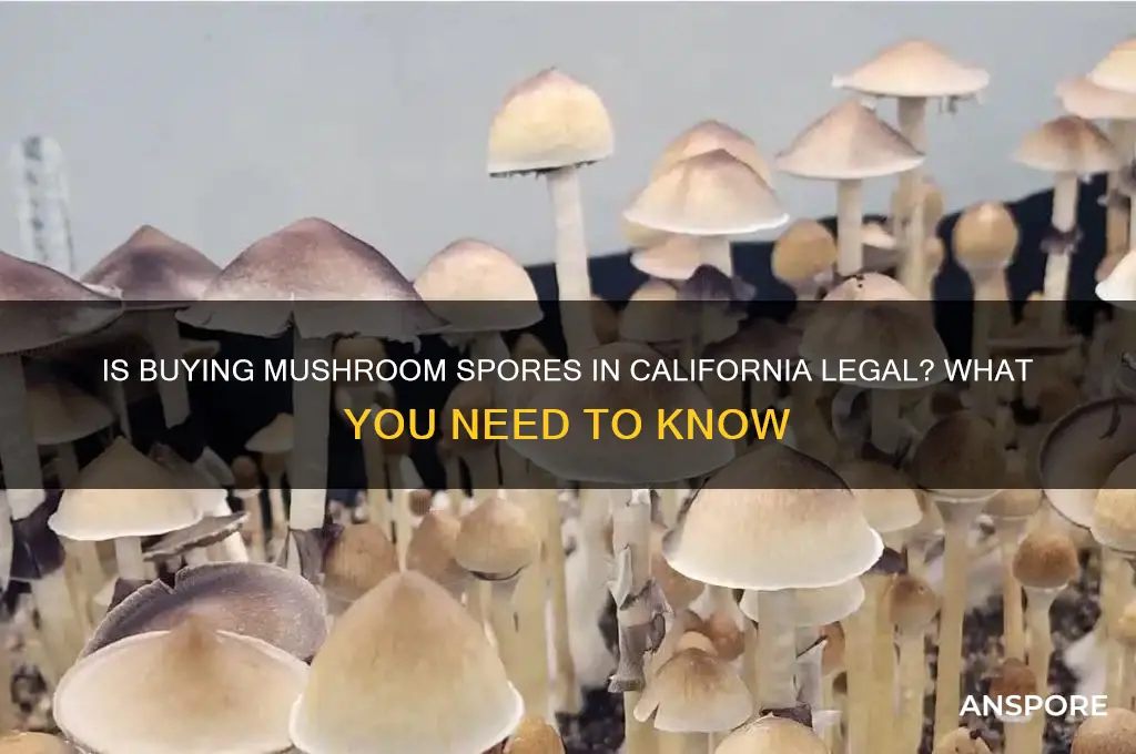 is it illegal to buy mushroom spores in california