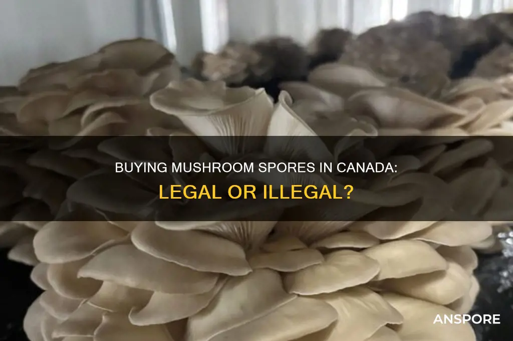 is it illegal to buy mushroom spores in canada