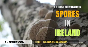 Buying Mushroom Spores in Ireland: Legal or Illegal?