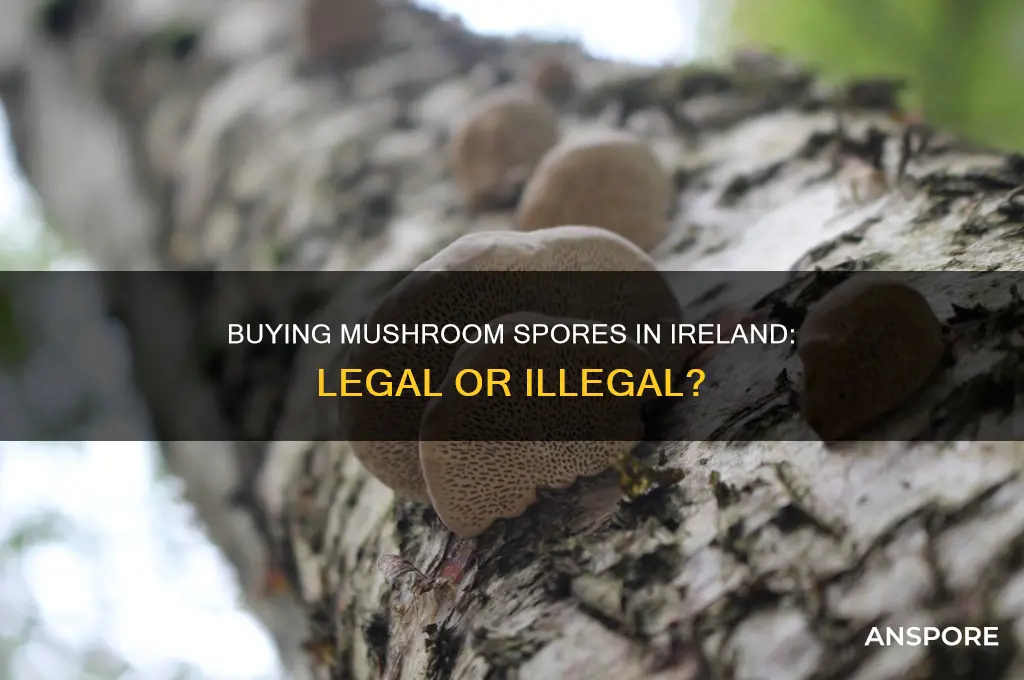 is it illegal to buy mushroom spores in ireland
