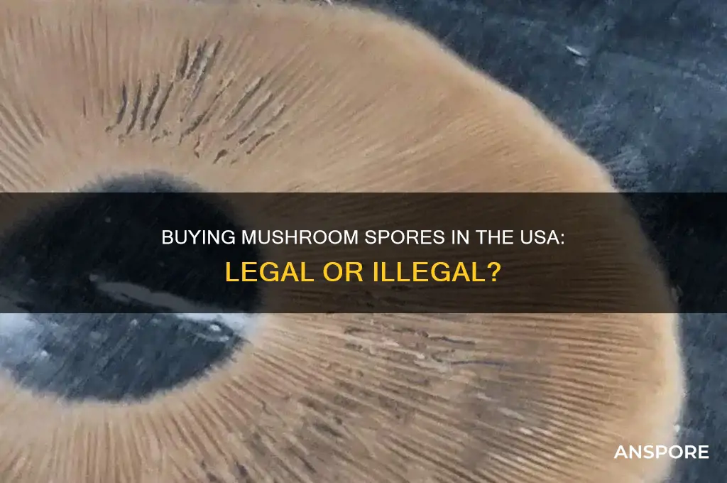 is it illegal to buy mushroom spores in usa