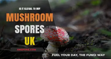 Buying Mushroom Spores in the UK: Legal or Illegal?