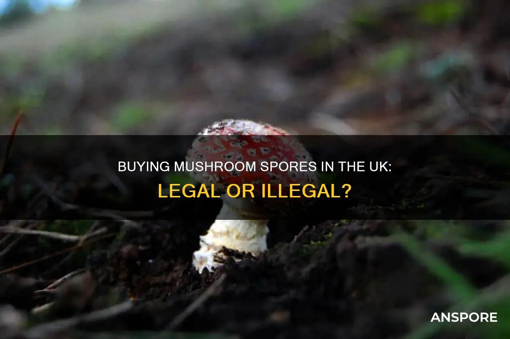 is it illegal to buy mushroom spores uk
