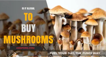 Is Buying Mushrooms Legal? Understanding the Laws and Risks