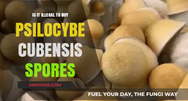 Buying Psilocybe Cubensis Spores: Legal or Illegal?