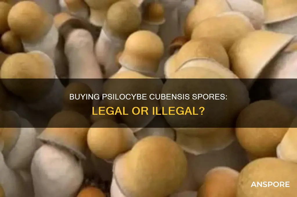 is it illegal to buy psilocybe cubensis spores