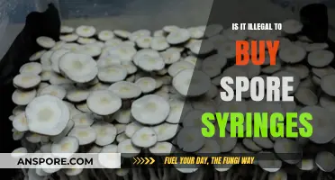 Buying Spore Syringes: Legal or Illegal? Understanding the Laws