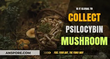 Is Collecting Psilocybin Mushrooms Illegal? Legal Insights and Risks