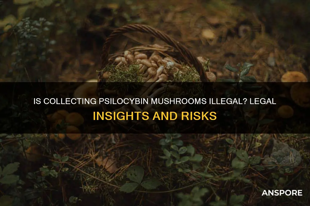 is it illegal to collect psilocybin mushroom