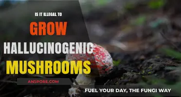 Is Growing Hallucinogenic Mushrooms Illegal? Legal Insights and Risks