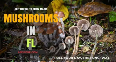 Growing Magic Mushrooms in Florida: Legal or Illegal?