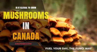 Is Growing Mushrooms in Canada Legal? Understanding the Laws