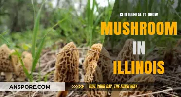 Growing Mushrooms in Illinois: Legal or Illegal? What You Need to Know