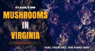 Is Growing Mushrooms in Virginia Legal? Understanding the Laws