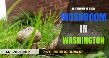 Is Growing Mushrooms in Washington State Legal? What You Need to Know