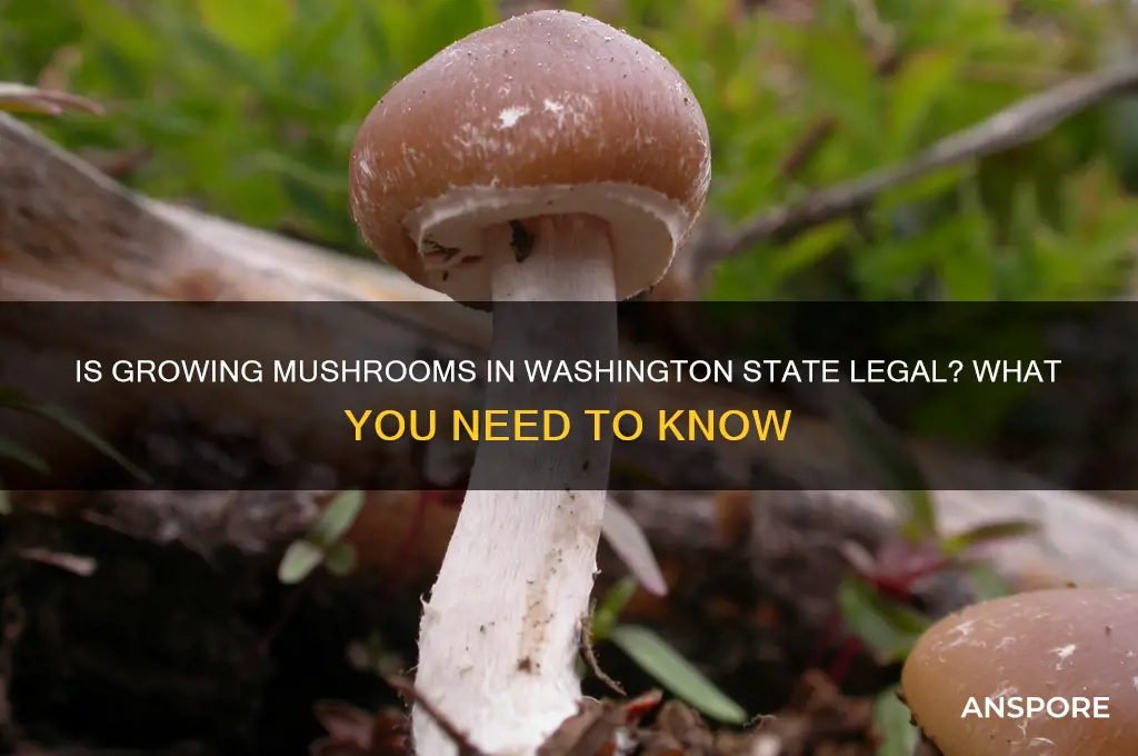 is it illegal to grow mushrooms in washington