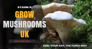 Is Growing Mushrooms Legal in the UK? What You Need to Know
