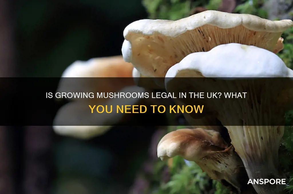 is it illegal to grow mushrooms uk