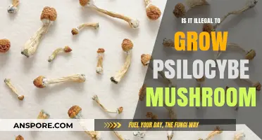 Is Growing Psilocybe Mushrooms Illegal? Legal Insights and Risks